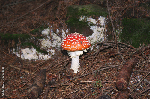 Amanita muscaria