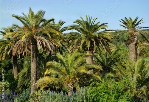 Canary landscape with palm trees in a botanical garden of Barce