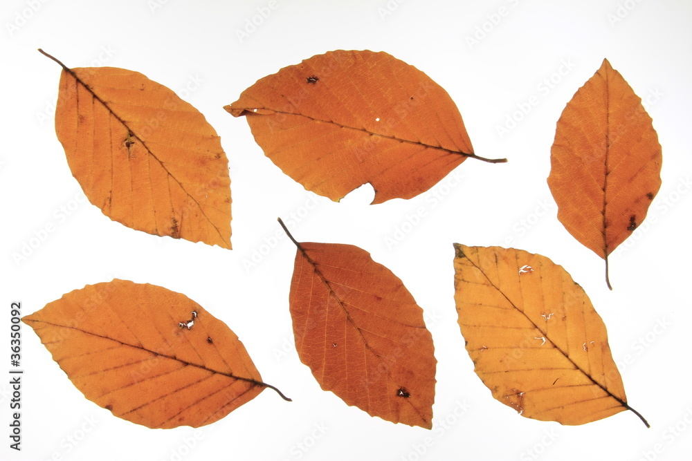 Fototapeta premium Herbstblaetter