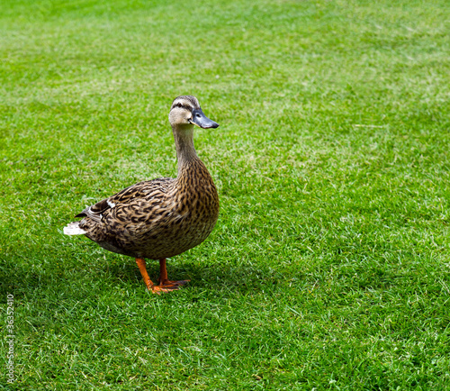 Ente auf gr  ner Wiese