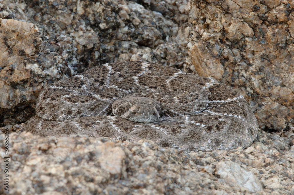 Western Diamondback Rattlesnake Western Diamondback Rattlesnake