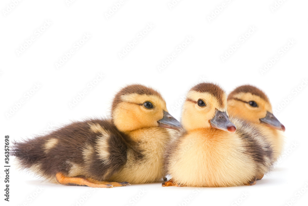 Brown duckling Brown duckling