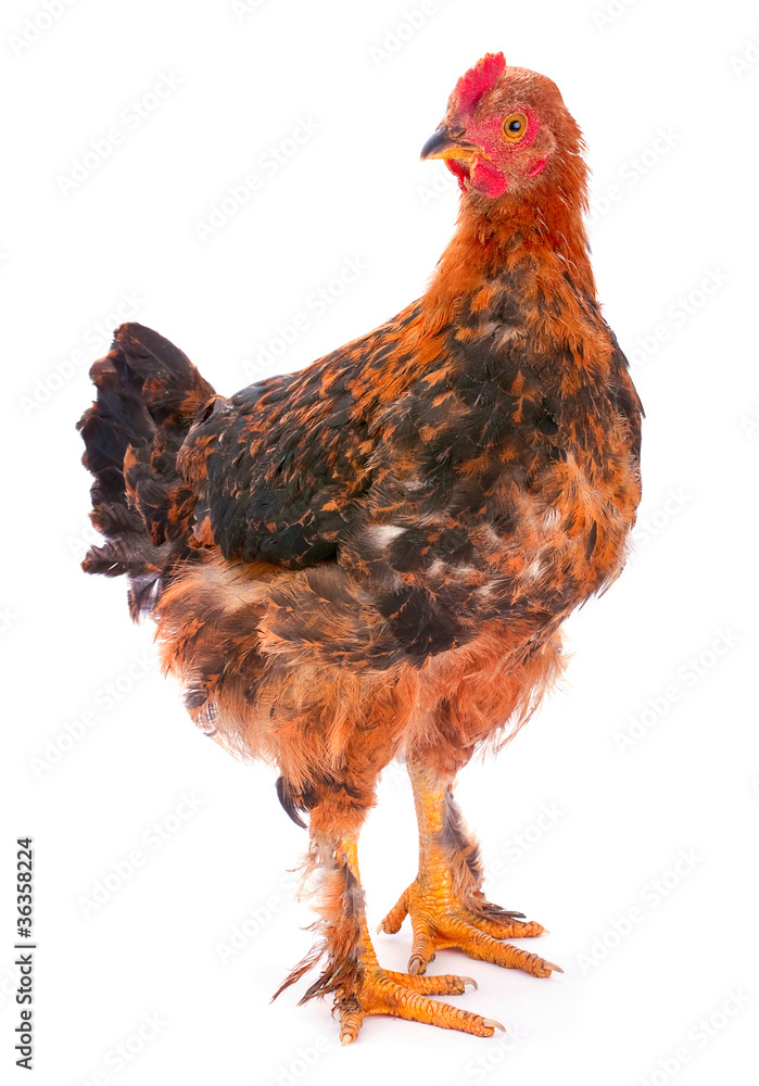 Fototapeta premium Baby rooster