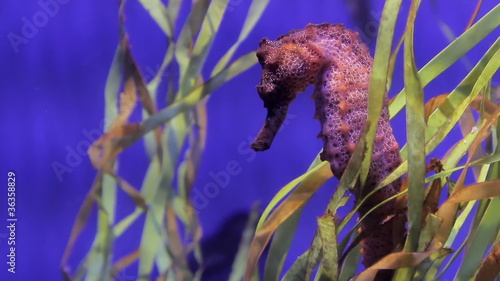 Seahorse