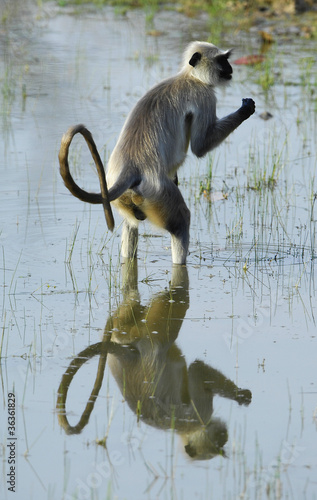 Langur in water with reflection
