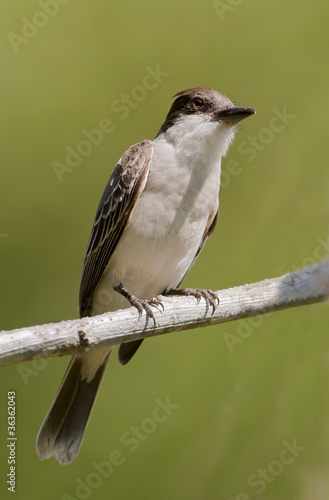 The Cuban Peewee or Crescent-eyed Pewee