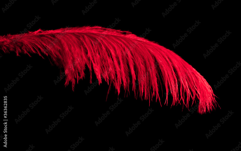 Obraz Red feather