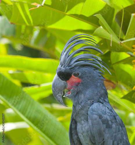 Parrot photo