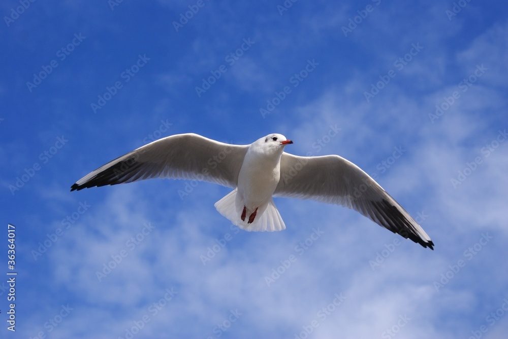 Seagull Seagull