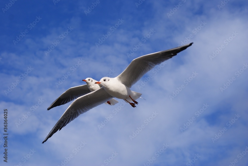 Seagull Seagull