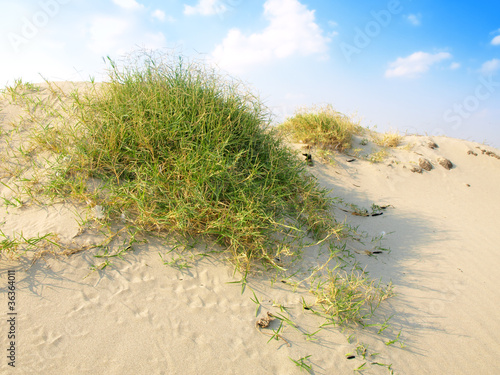 Seaside grass