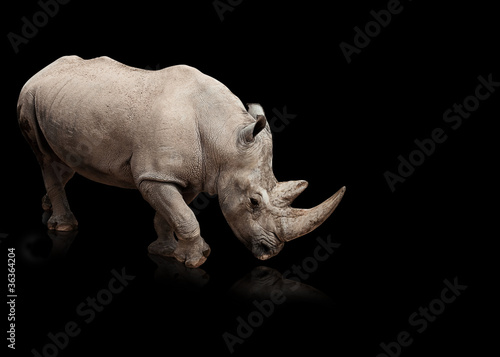 Obraz na plátně rhinoceros