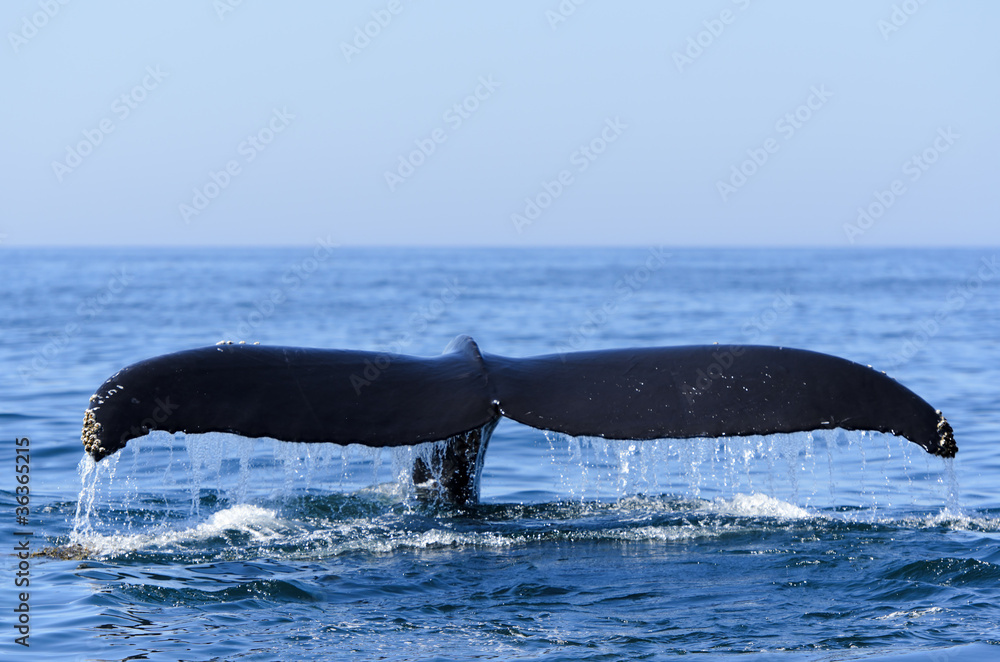 Obraz premium Humpback Whale