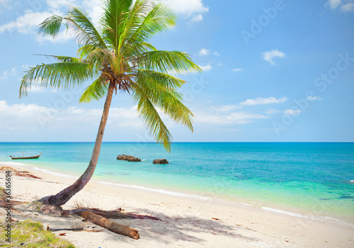 tropical beach with coconut palm. Koh Lanta, Thailand © Alexander Ozerov