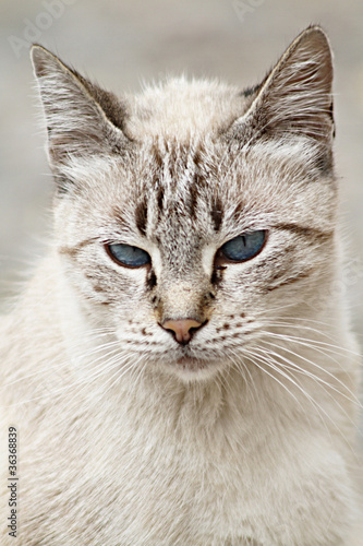 cat portrait © Artouss