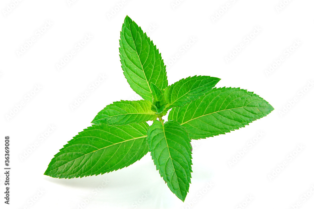 Fresh green mint isolated on white Fresh green mint isolated on white