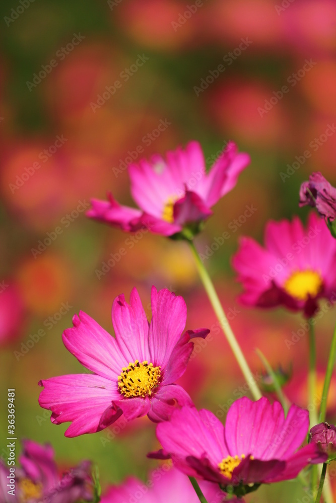 赤いコスモスの花 赤いコスモスの花