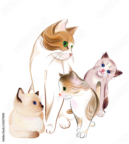 happy ñats family. Cat and  kittens.