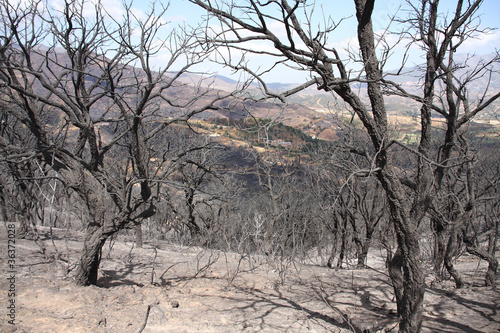 Burned trees