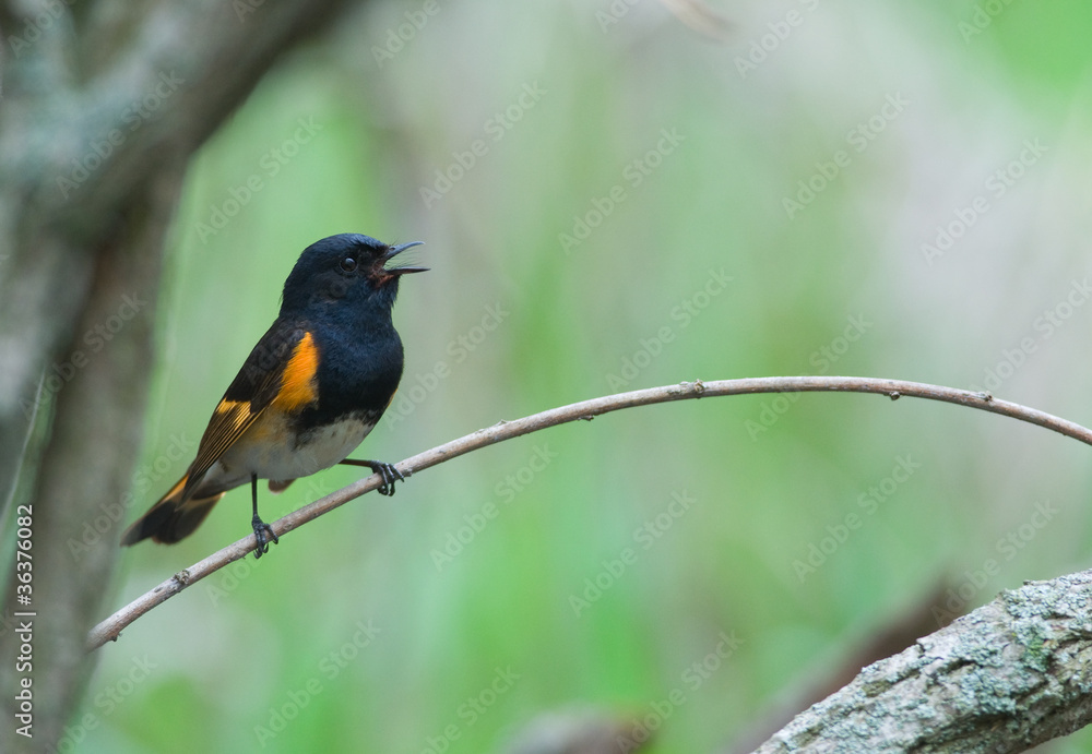 Singing American Redstart Singing American Redstart