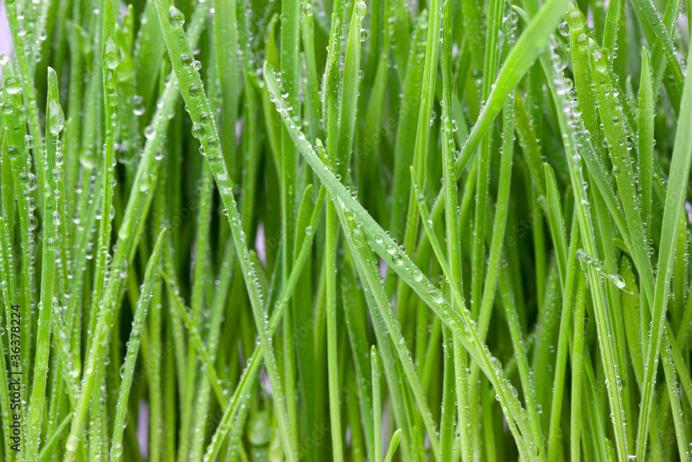 Fototapeta premium Wet Grass Macro.