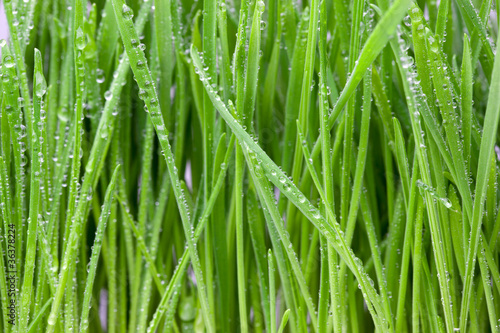 Wet Grass Macro.