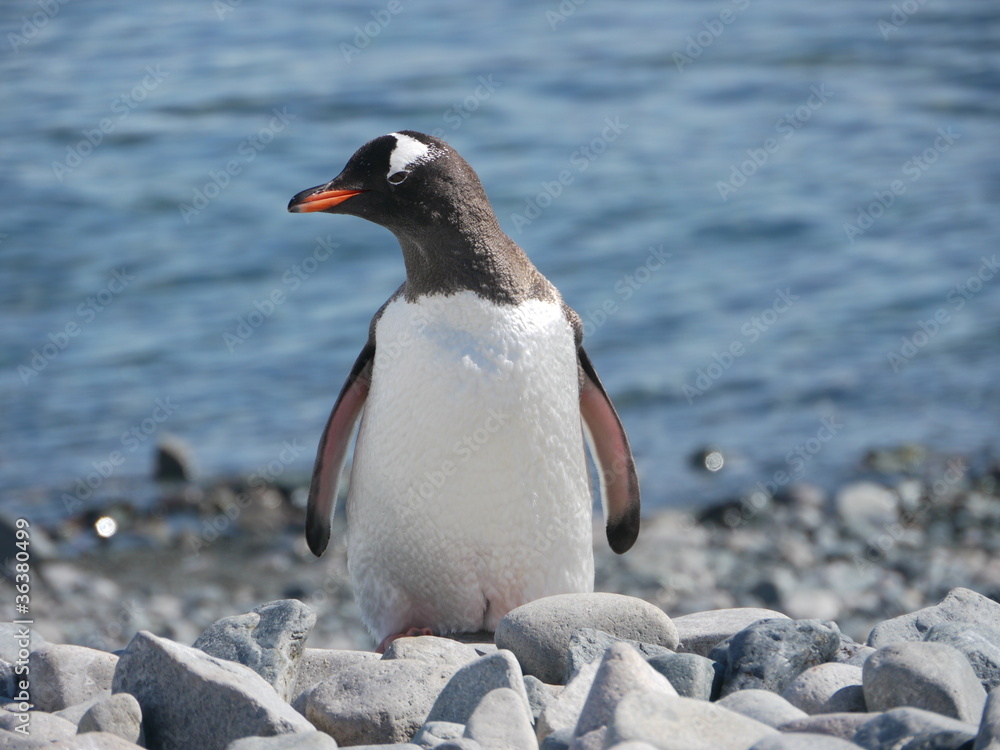 Fototapeta premium Eselspinguin