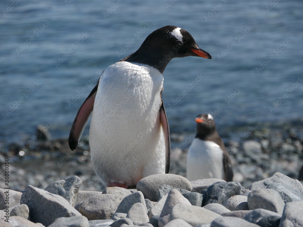 Fototapeta premium Eselspinguine