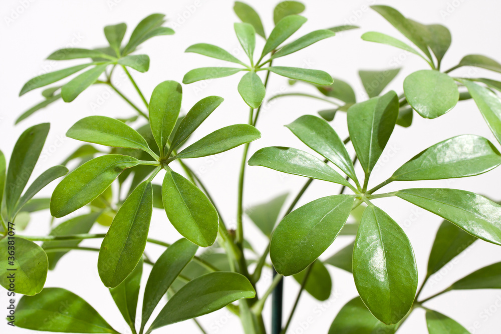 Schefflera house plant Schefflera house plant