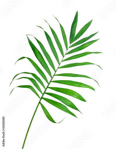 Green leaf of fern isolated on white