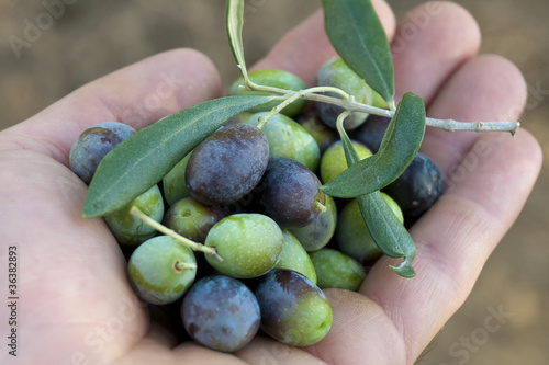 olive nella mano photo