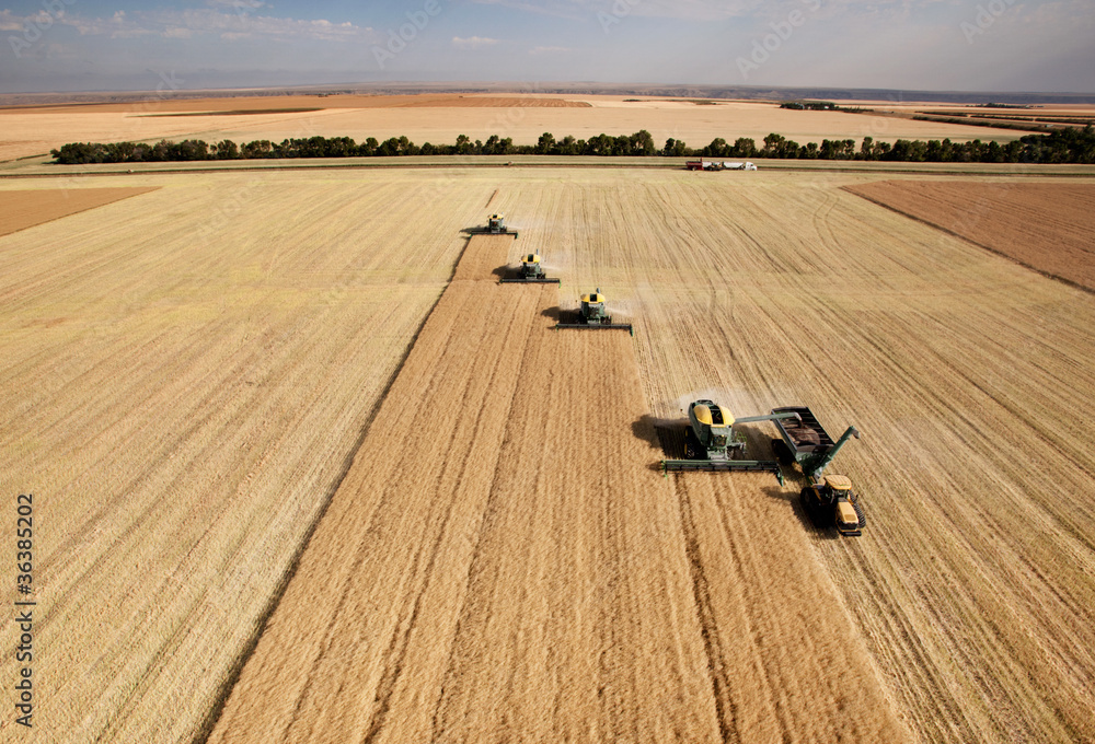 Aerial View of Harvest - obrazy, fototapety, plakaty 