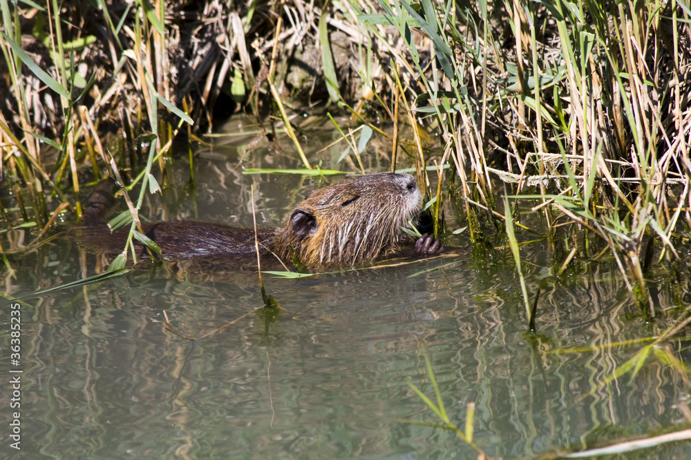 Fototapeta premium Nutria or Coypu (Myocastor coypus)