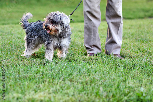 Funny active mini schnauzer in nature photo