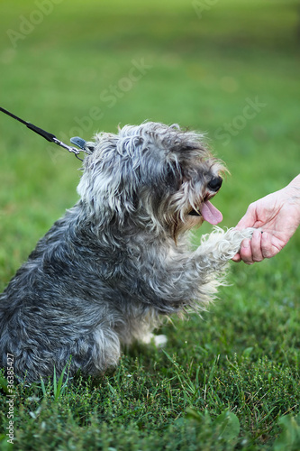 Funny active mini schnauzer in nature photo