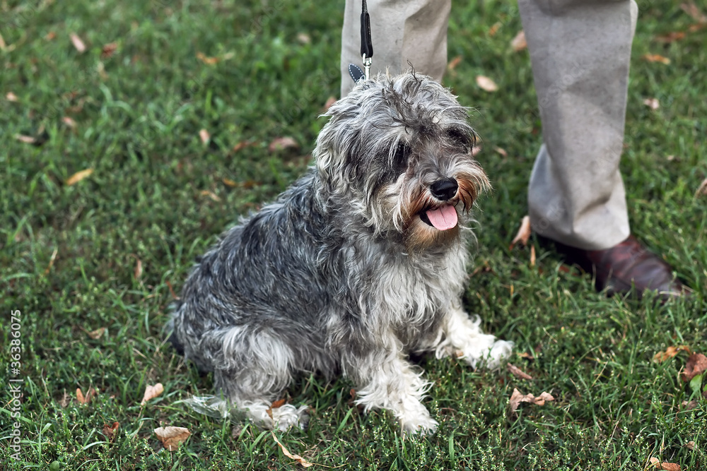 Funny active mini schnauzer in nature Funny active mini schnauzer in nature