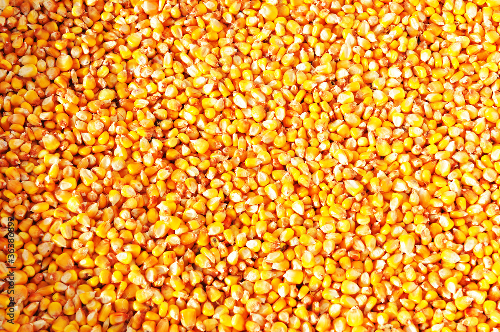 Corn background