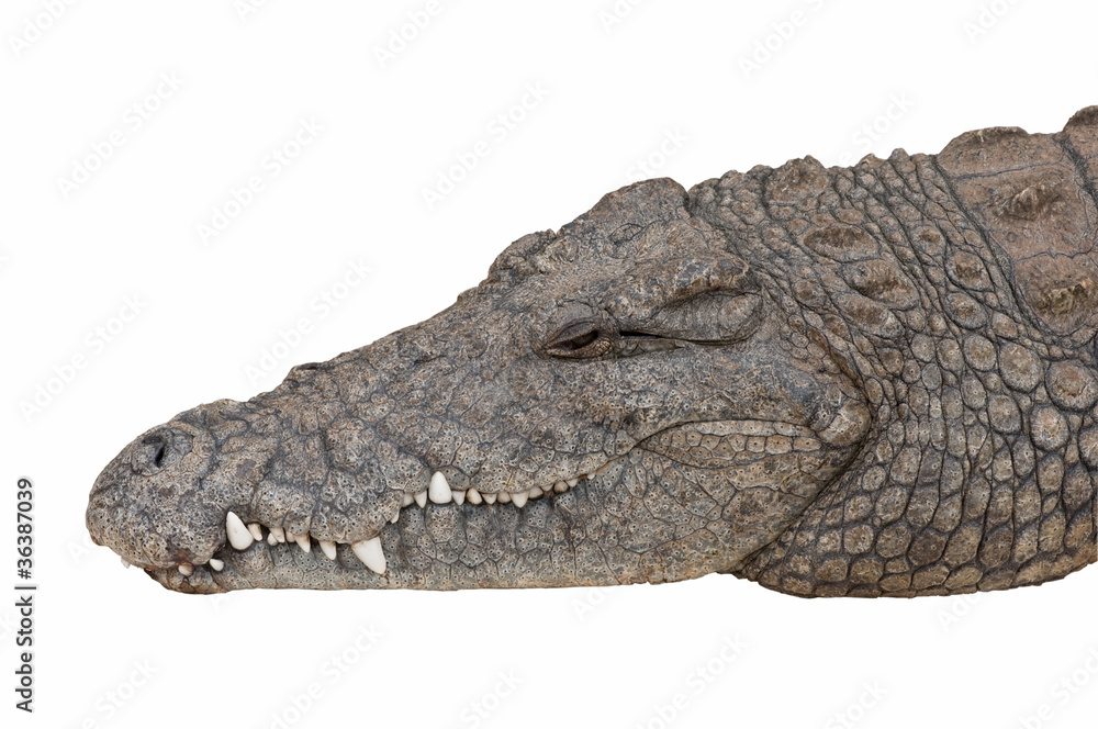 Fototapeta premium Detailed living Nile crocodile head isolated on white.