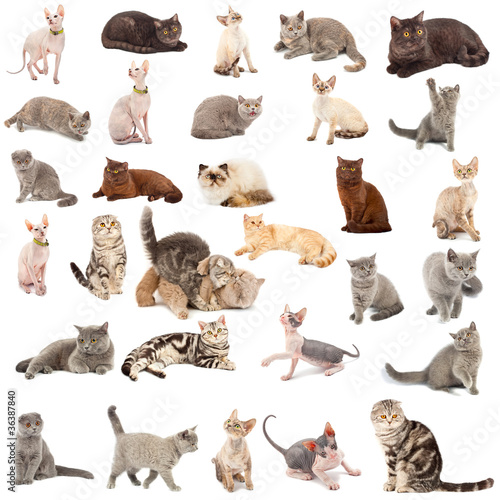 Collection of a cats