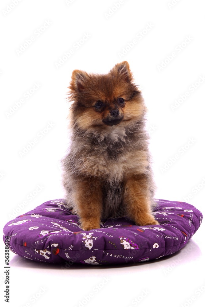 Obraz premium Welpe Pomeranian Zwergspitz sitzend auf lila Kissen