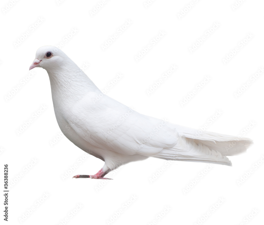 Fototapeta premium white dove sits isolated