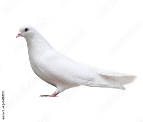 Fotografering white dove sits isolated