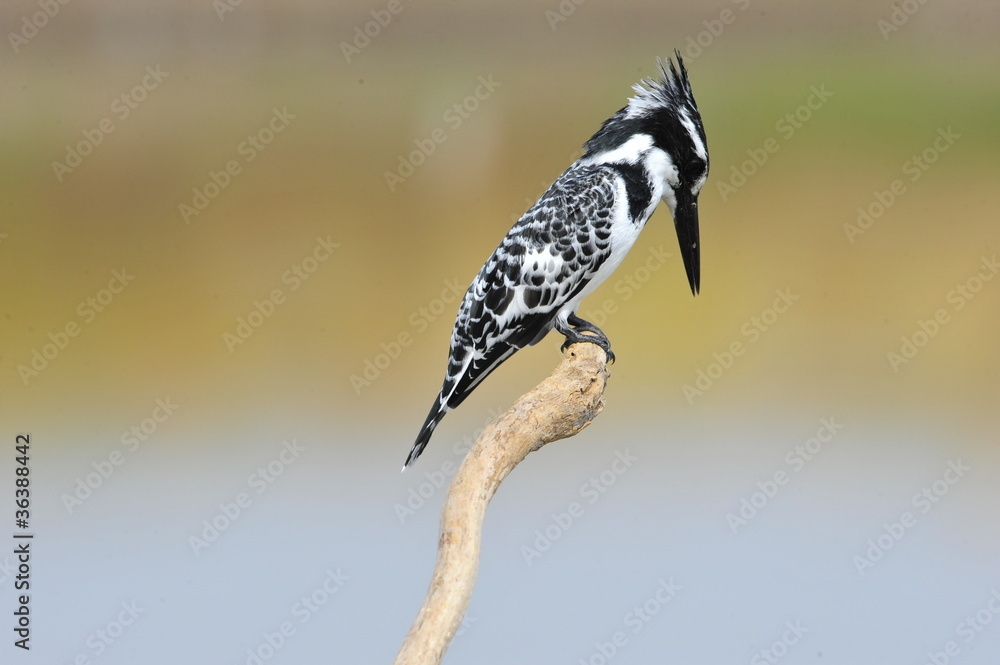 Obraz premium Pied Kingfisher