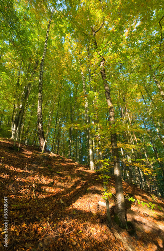 Fototapeta Naklejka Na Ścianę i Meble -  autumn mountain forest