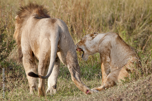 Lions just finished mating  Masai Mara  Kenya