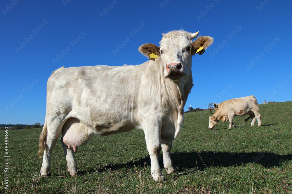 herd of young white cows on green meadow herd of young white cows on green meadow
