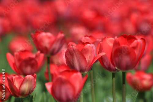 close-up river of red tulip in city park