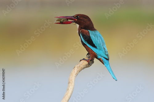 White throated kingfisher (Halcyon smyrnensis) with fish