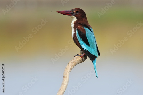 White throated kingfisher (Halcyon smyrnensis)