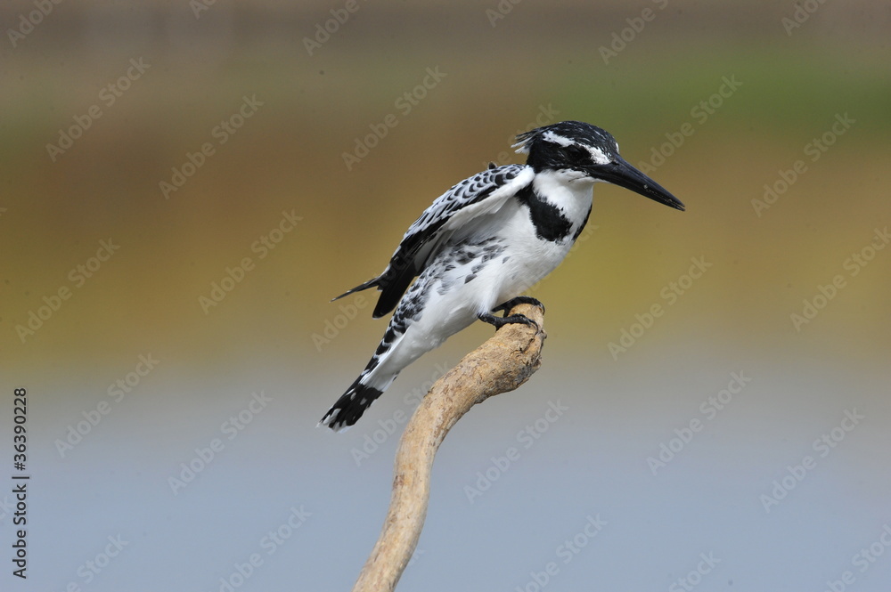 Obraz premium Pied Kingfisher (Ceryle rudis)